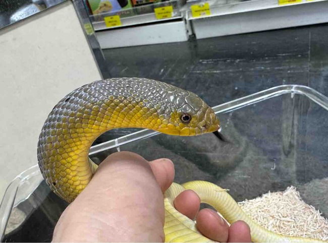 メル蛇 ヘビ、トカゲ、カメ、爬虫類、両生類、小動物、毒グモ、昆虫など