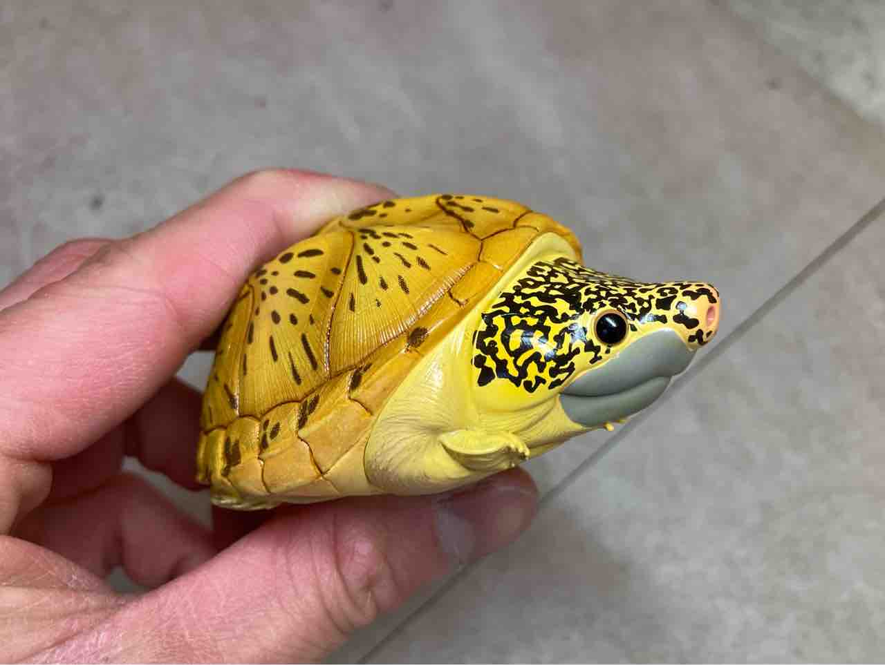 動物の惑星はじめました！ : 爬虫類倶楽部大宮店公式ブログ