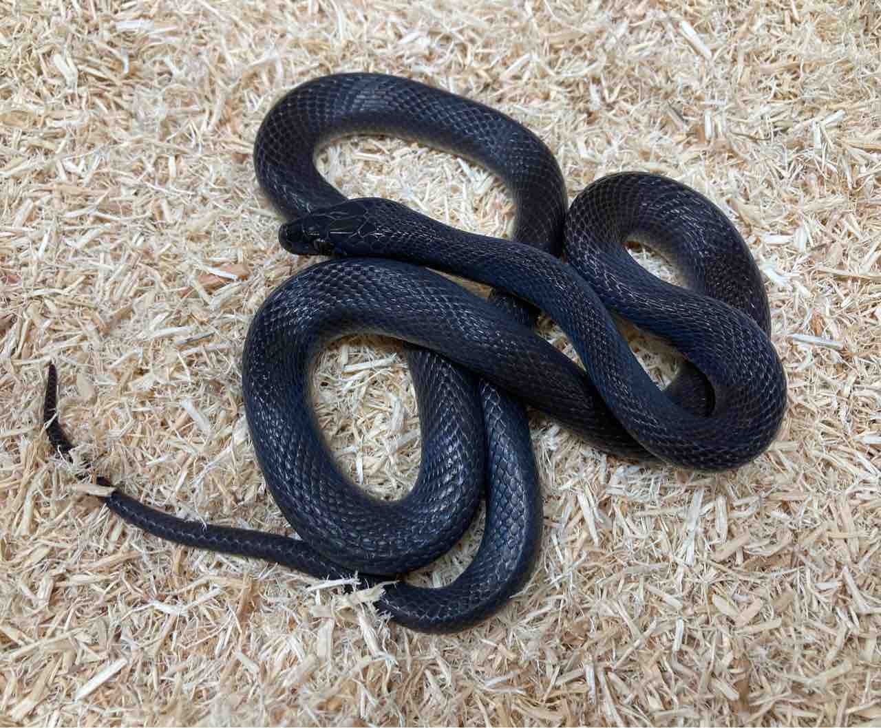 ヘビ新入荷 ドイツ便 爬虫類倶楽部大宮店公式ブログ