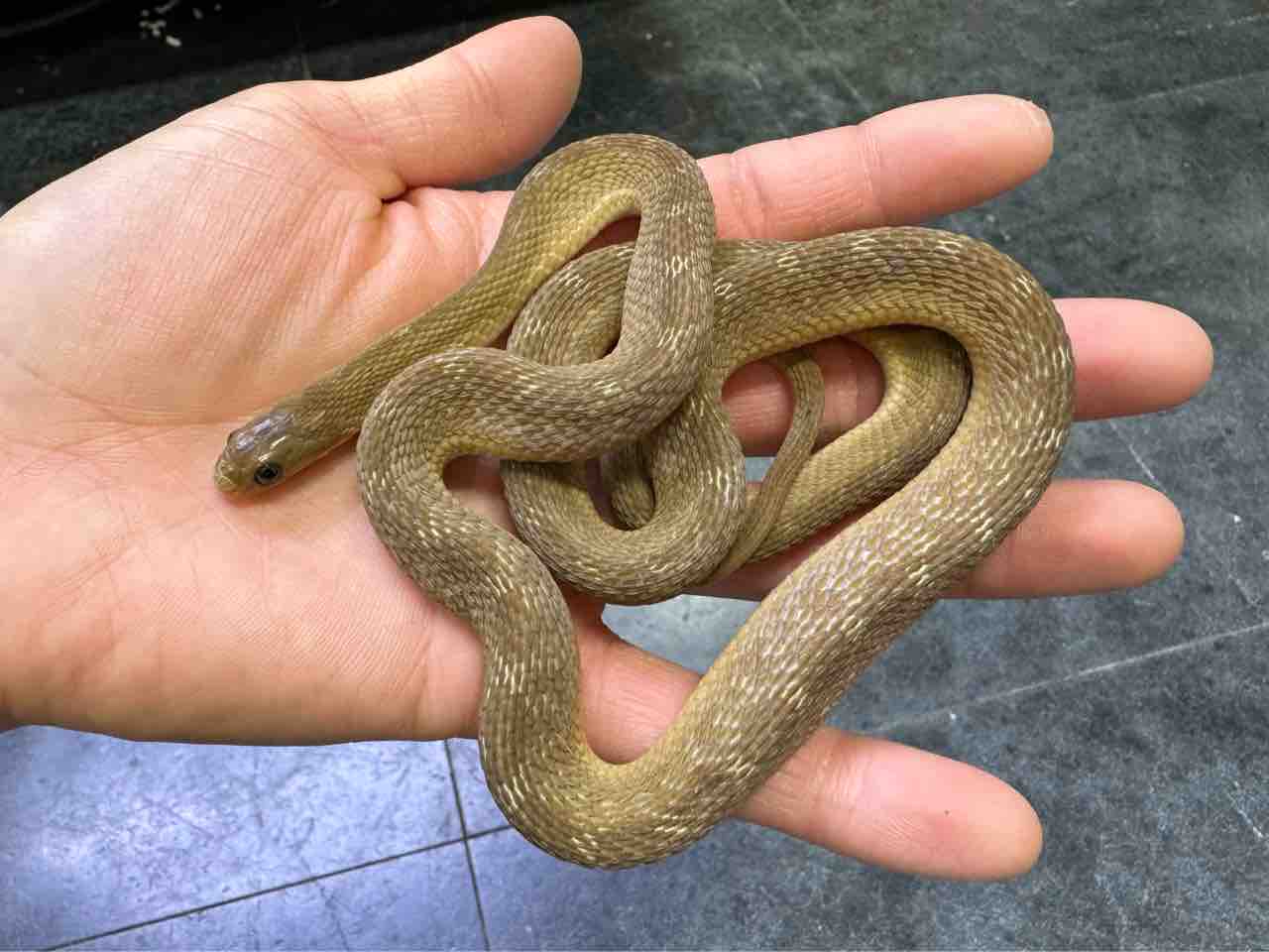 ヘビ新入荷！ 世界各国よりWC便色々と！ : 爬虫類倶楽部大宮店公式ブログ