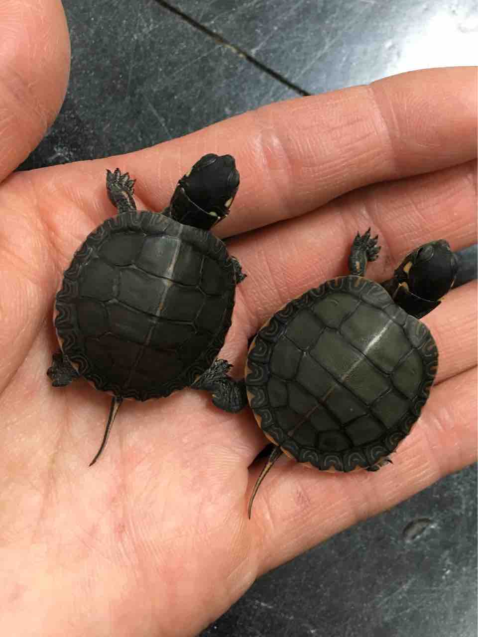 【カメ】 カメの底砂 2.5kg GEX 亀飼育用品 | ホームセンター通販はDCM
