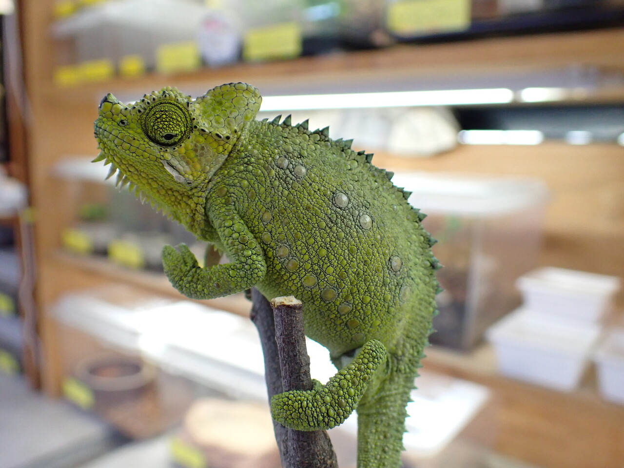カメレオン新着！色々来ました～！ : 爬虫類倶楽部大宮店公式ブログ