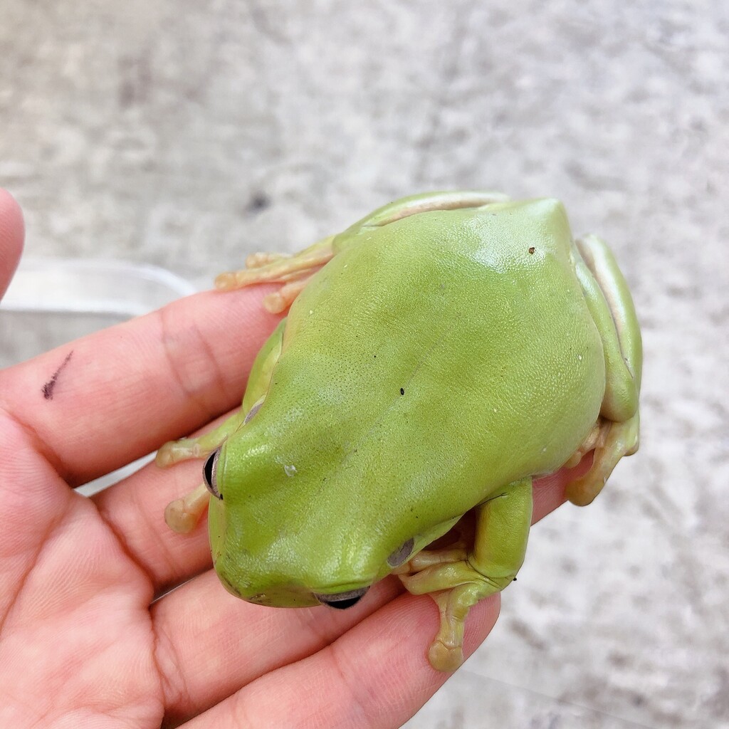 オススメカエル 爬虫類倶楽部大宮店公式ブログ オススメカエル 爬虫類倶楽部大宮店公式ブログ