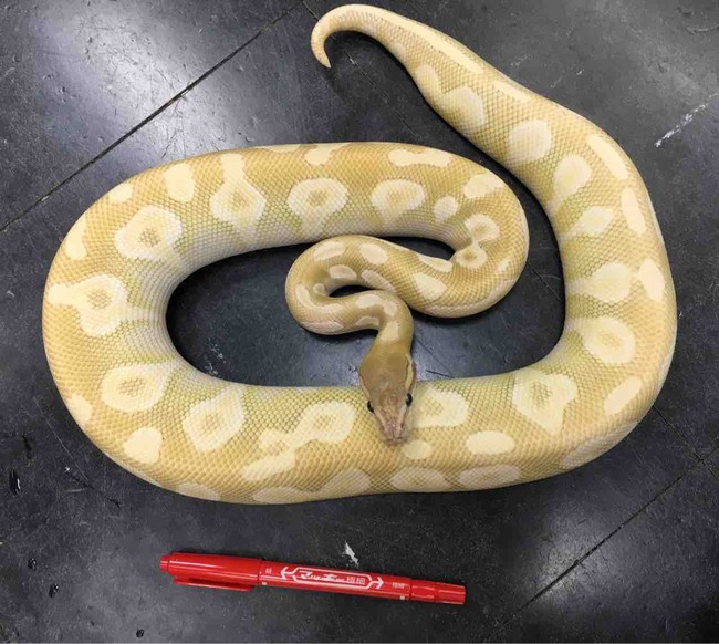 FullSizeRender