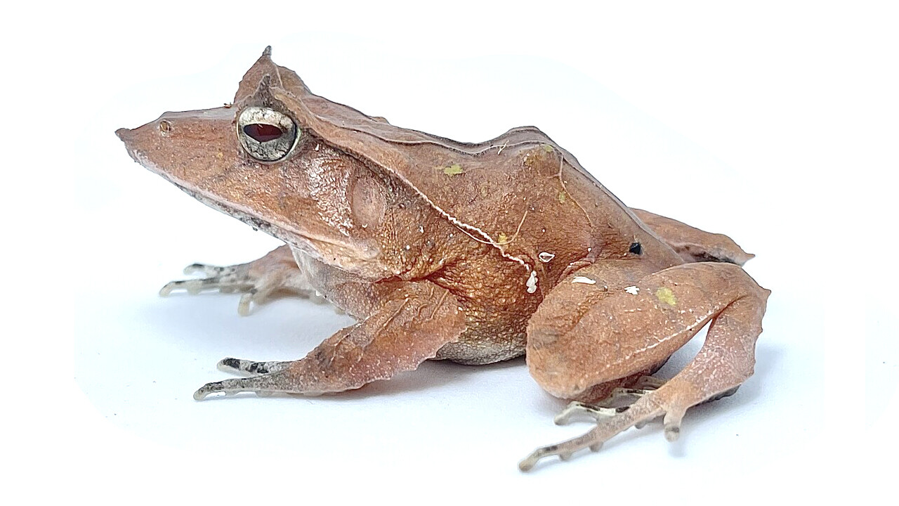 両生類 爬虫類倶楽部大宮店公式ブログ