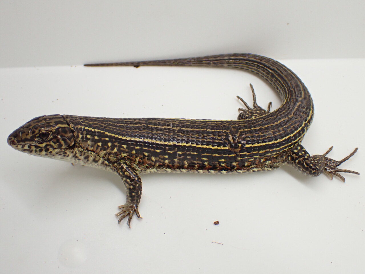 【新品】サソリトカゲス & ミニサソリトカゲス 東映レトロソフビコレクション」の新作はノコギリトカゲ、サソリ