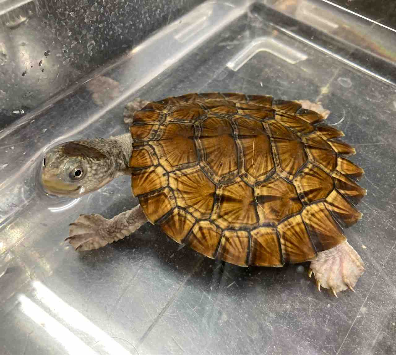 カメ 在庫紹介 ミズガメなど 爬虫類倶楽部大宮店公式ブログ カメ 在庫紹介 ミズガメなど 爬虫類倶楽部大宮店公式ブログ