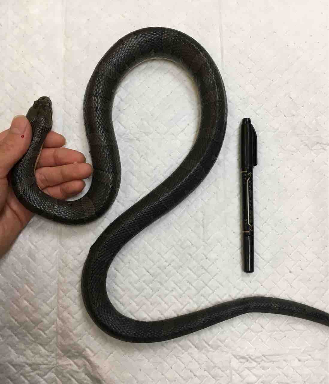 カメ ヘビ新入荷 ミズヘビやミシシッピニオイなど 爬虫類倶楽部大宮店公式ブログ