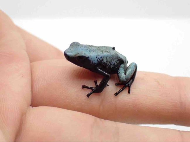 カエル様 カエル 蛙 ガーデン ソーラー ガーデンライト 置物 オブジェ