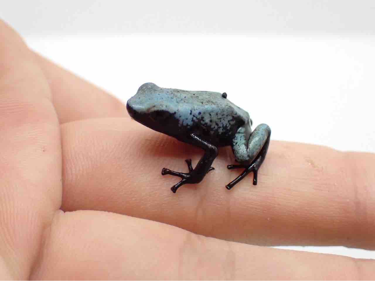 カエル新着‼️激アツ入荷きた🔥🔥 : 爬虫類倶楽部大宮店公式ブログ
