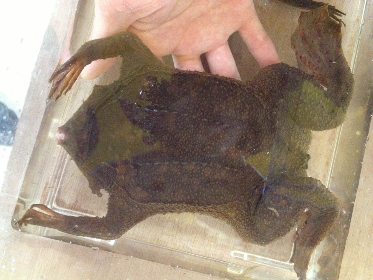 ドイツ便きたる 両生類編 爬虫類倶楽部大宮店公式ブログ ドイツ便きたる 両生類編 爬虫類倶楽部大宮店公式ブログ