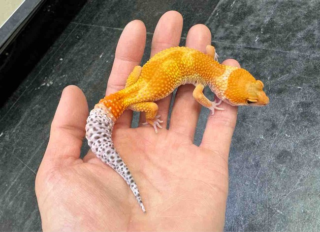 FullSizeRender
