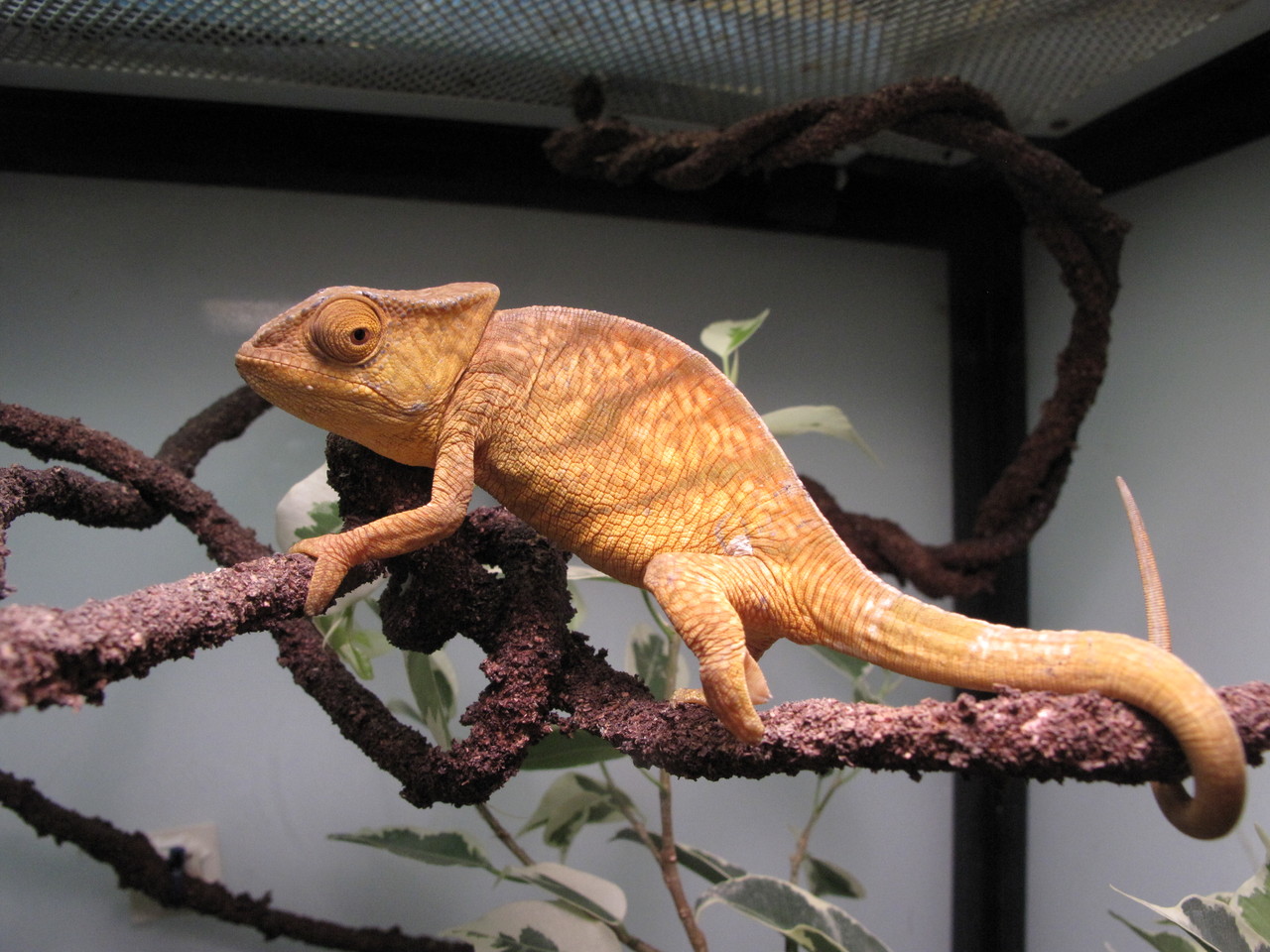 カメレオン オレンジ