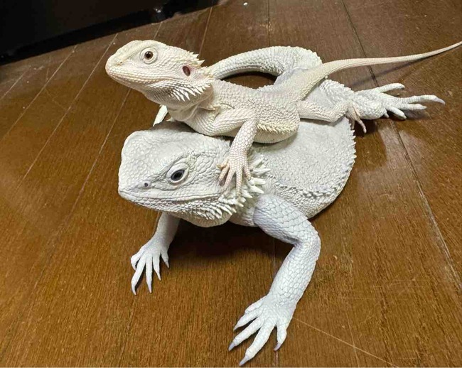 FullSizeRender