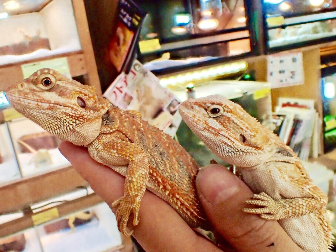 ぶりくら市出展いたします 新入荷のお知らせ 爬虫類倶楽部大宮店公式ブログ