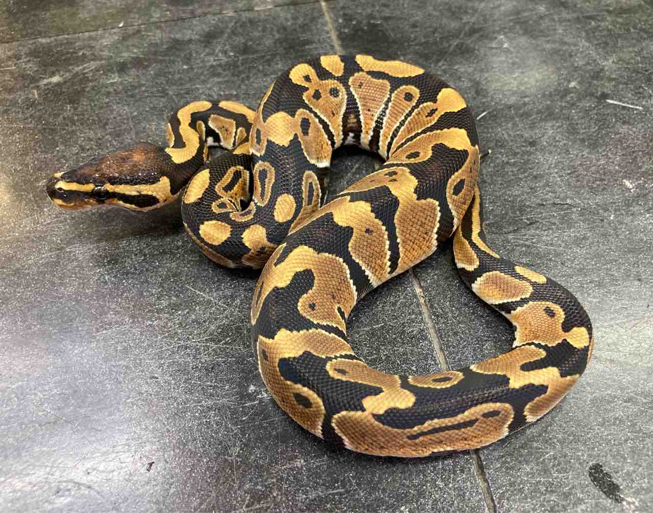 ヘビ新入荷 ドイツ便色々 ボールにサンガクタマゴ ナミヘビも色々 爬虫類倶楽部大宮店公式ブログ