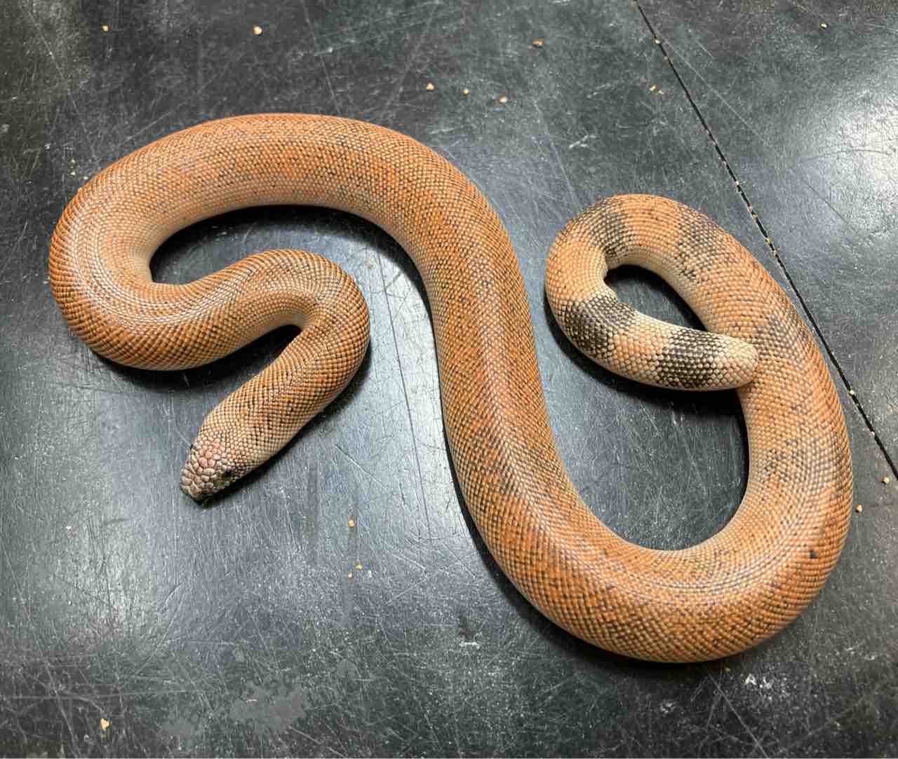 カメ ヘビ 新入荷 とスナボア在庫紹介 爬虫類倶楽部大宮店公式ブログ