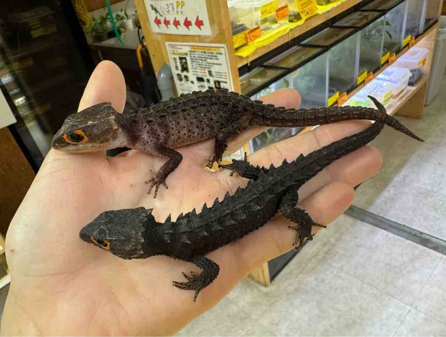 FullSizeRender