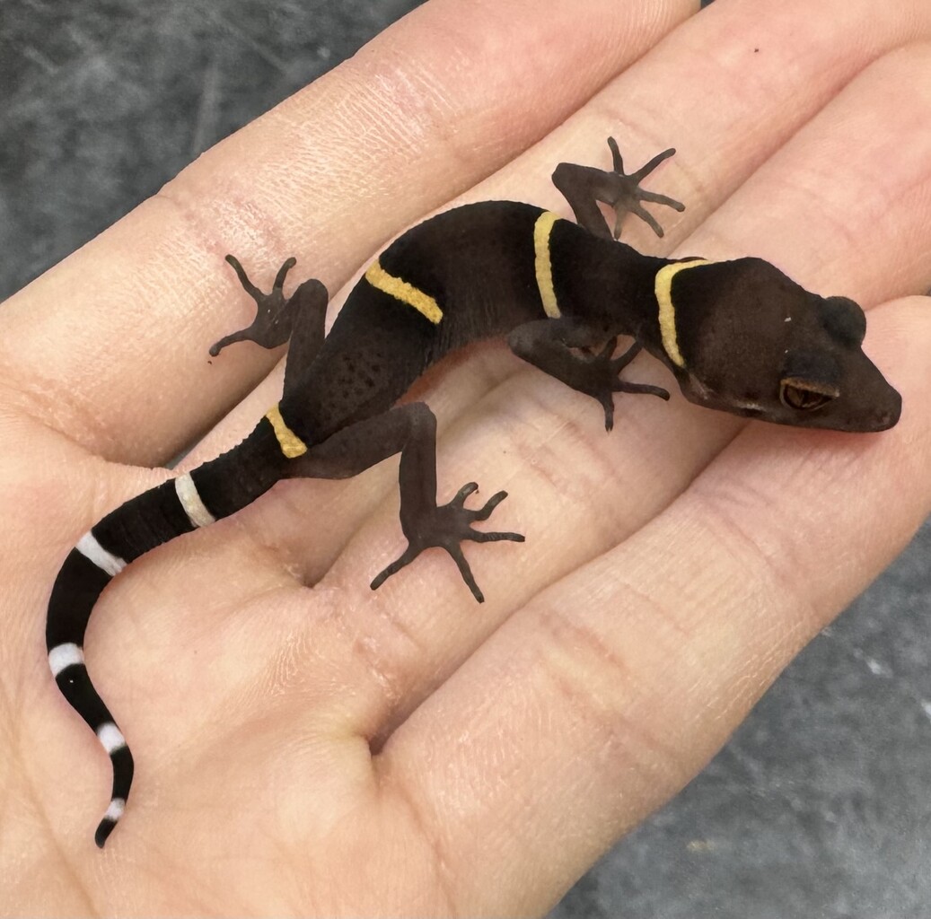 山ねこ　ヤモリ　お茶街道　ヤモリ　黒天狗　ヤモリ ヤモリシンチャクサウルス！！ : 爬虫類倶楽部大宮店公式ブログ