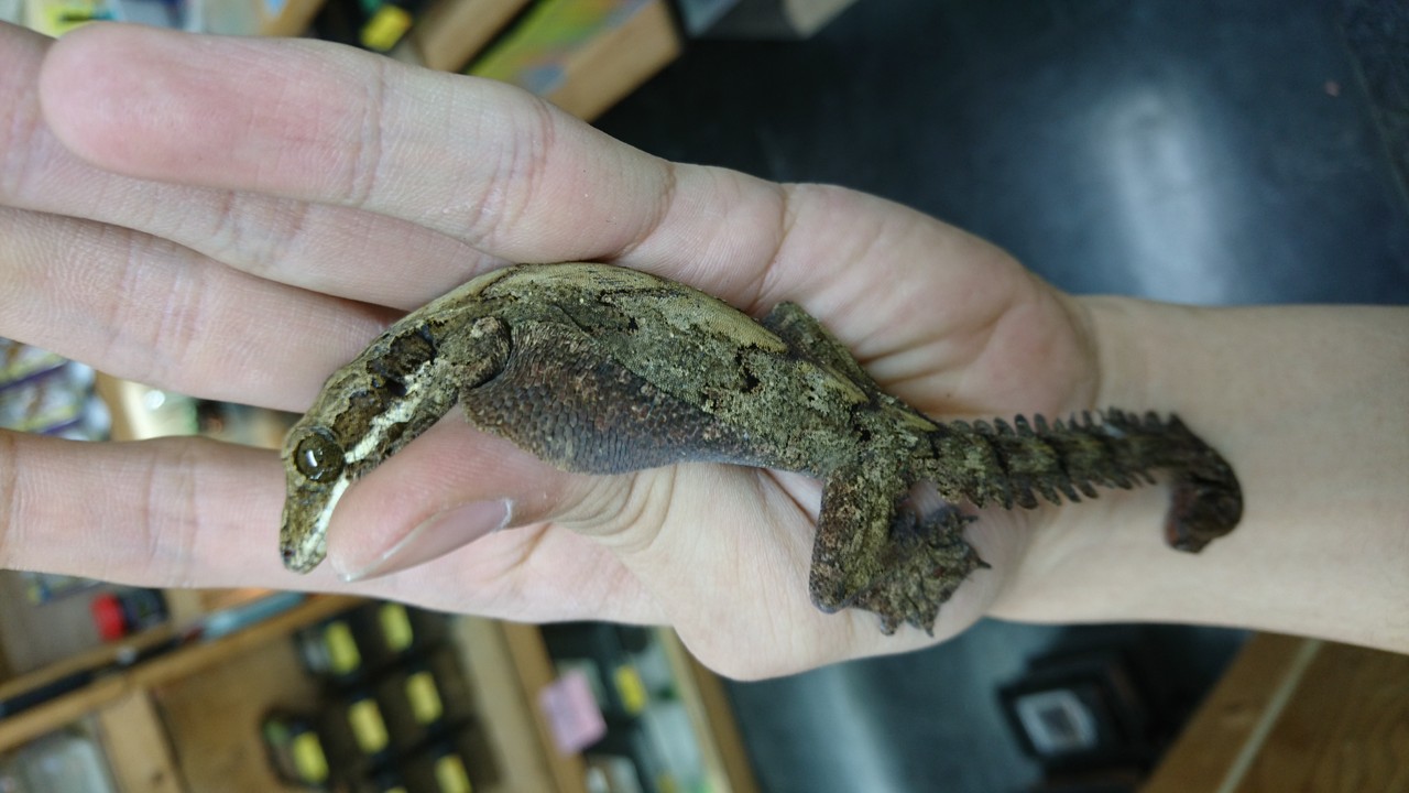 マレーシア便 新着入荷 ヤモリ ムカデ 爬虫類倶楽部大宮店公式ブログ