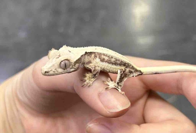 56ABD797-F811-4CB0-A940-0179C90C237F