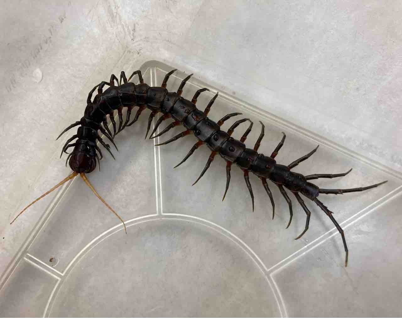 蟲 新入荷 遅ればせながら入荷の漆黒ムカデ 飼い込みサイズのペルビアンなど色々 爬虫類倶楽部大宮店公式ブログ