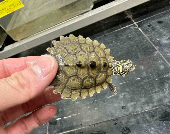 FullSizeRender