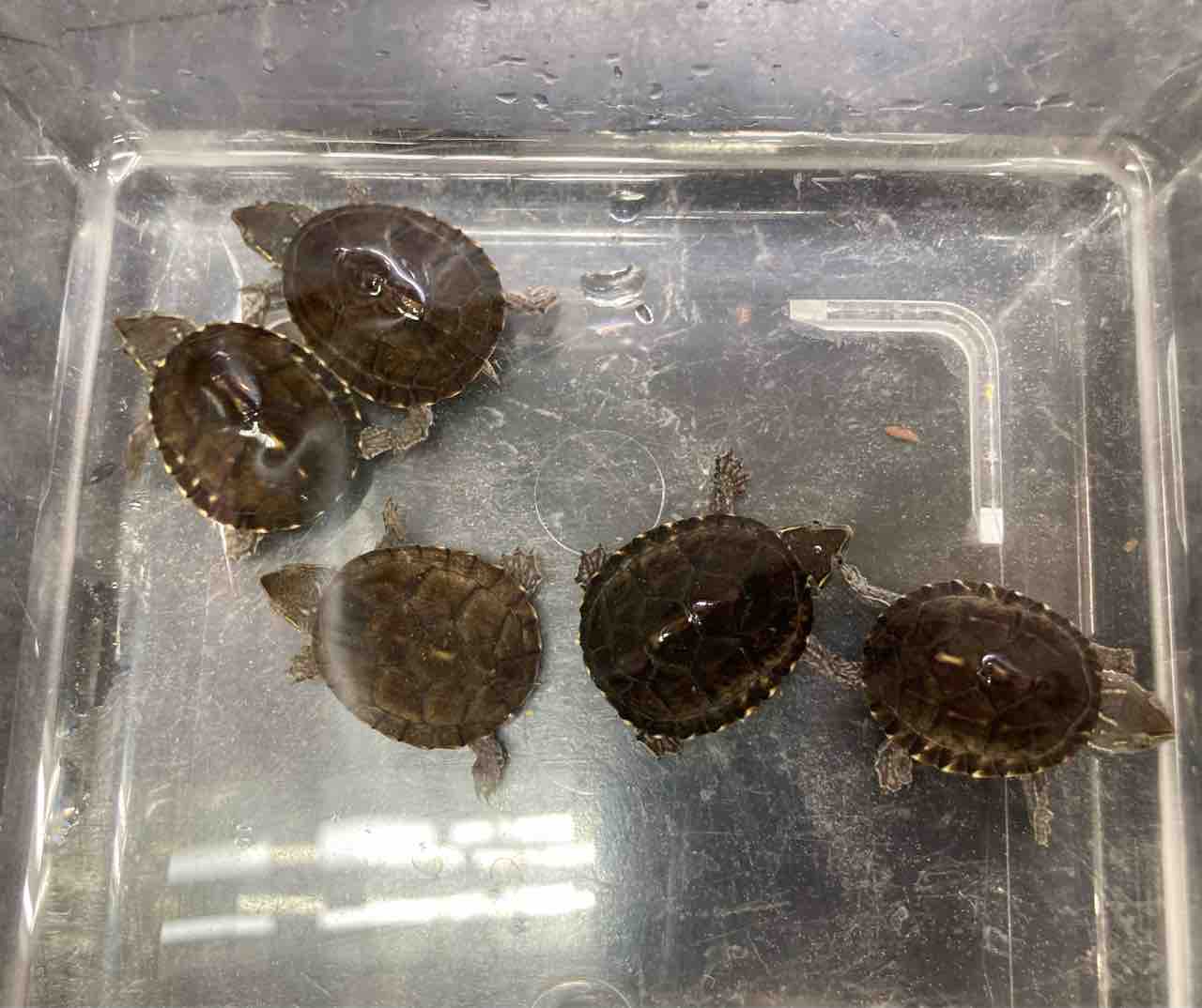 カメ 新入荷 この時期はカメが飼いたくなる 爬虫類倶楽部大宮店公式ブログ