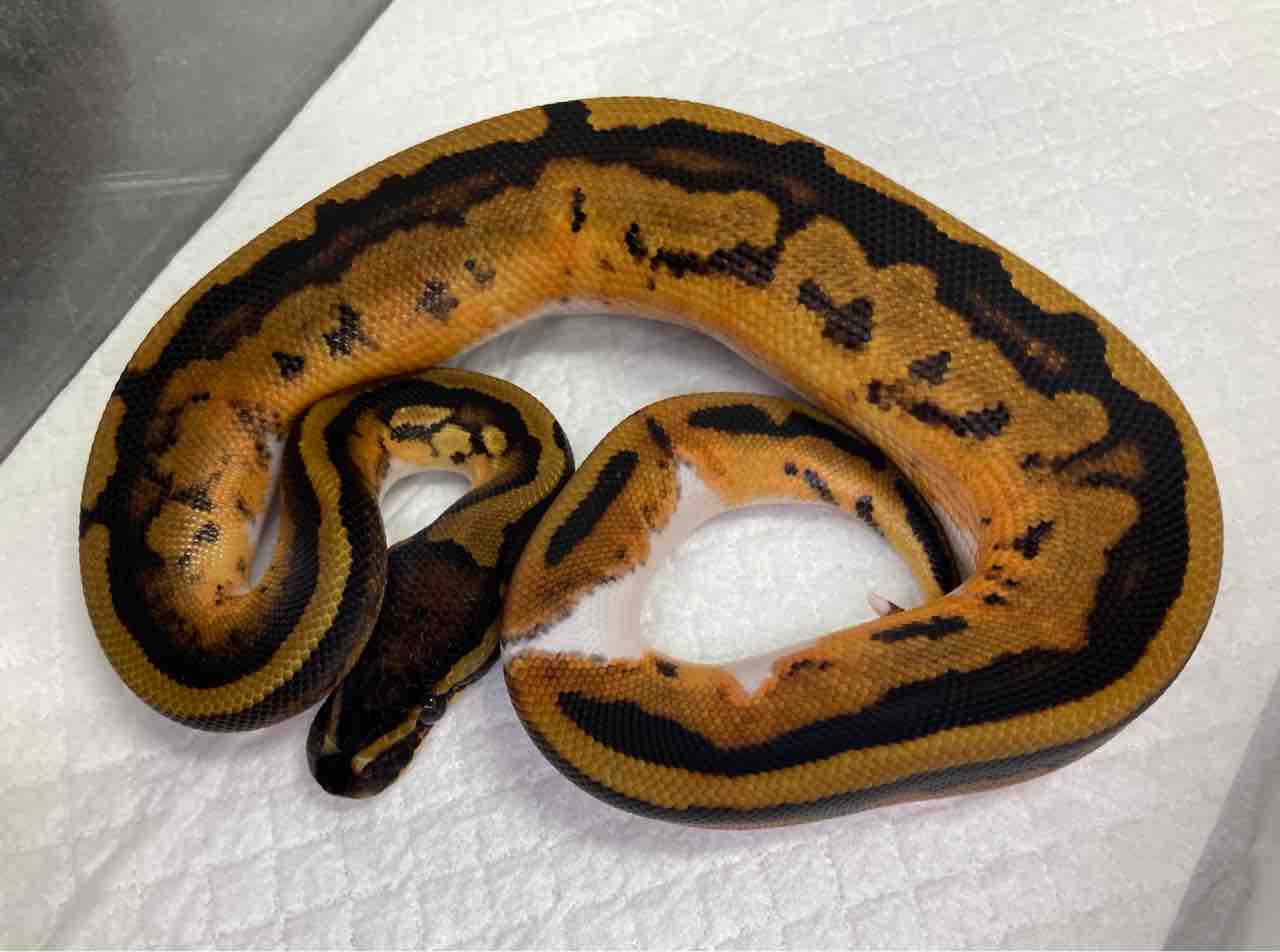 まだまだこんな子もいます ヘビ 在庫紹介 爬虫類倶楽部大宮店公式ブログ
