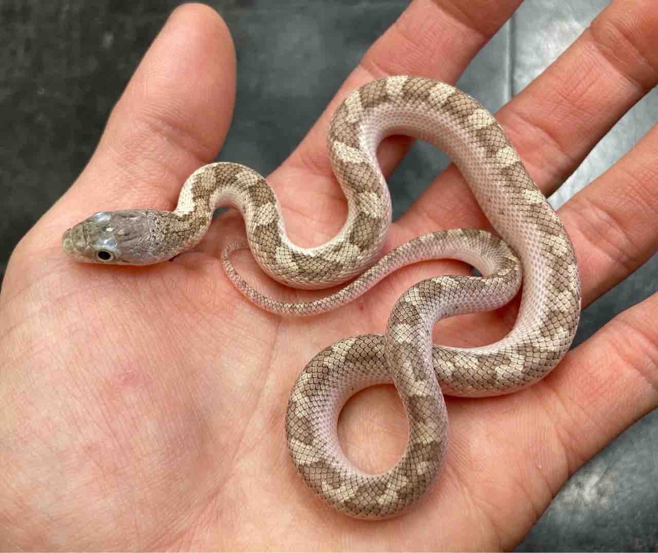 11月ヘビ カメ 目玉生体ご紹介 爬虫類倶楽部大宮店公式ブログ 11月ヘビ カメ 目玉生体ご紹介 爬虫類倶楽部大宮店公式ブログ