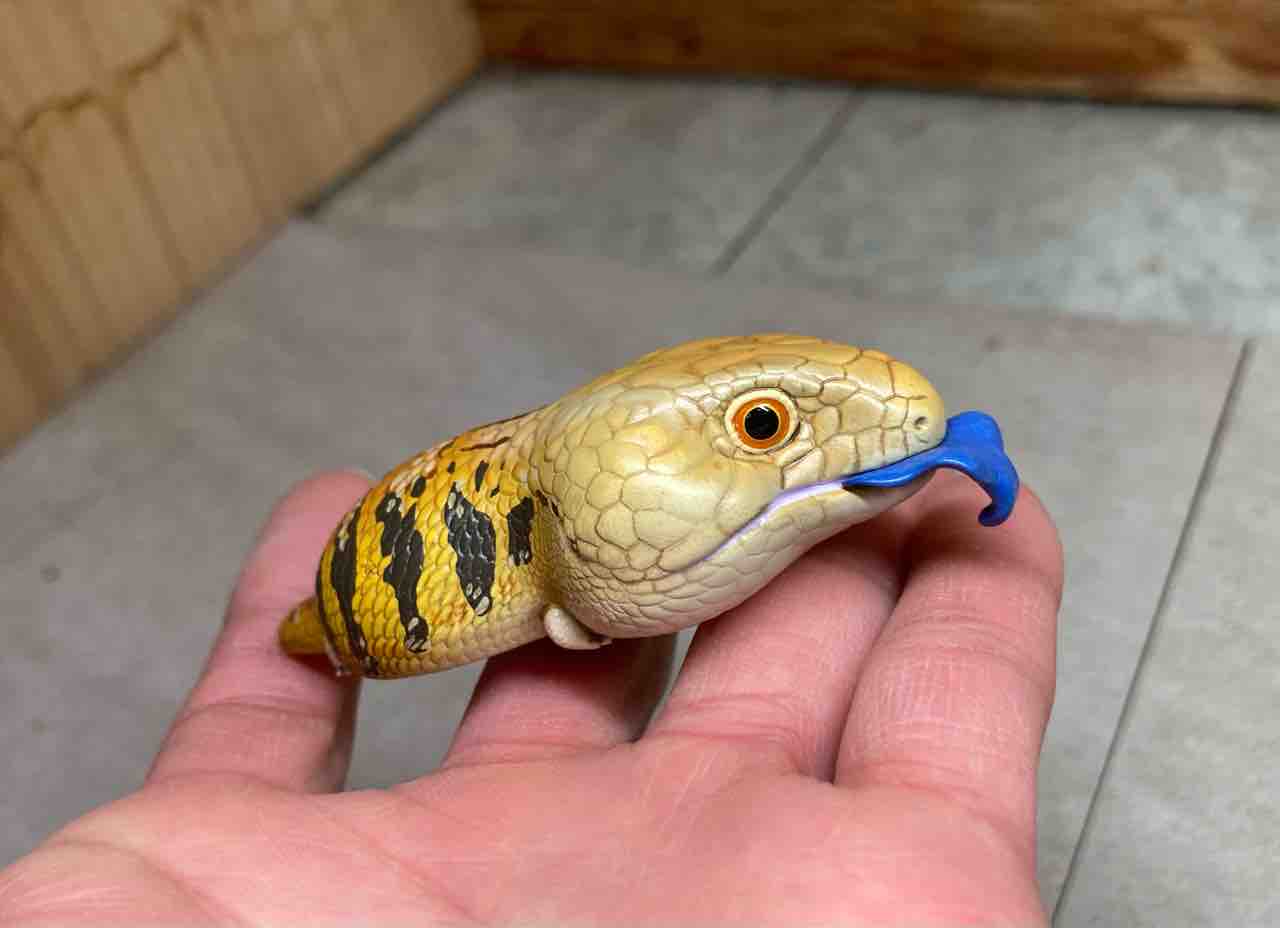 動物の惑星はじめました！ : 爬虫類倶楽部大宮店公式ブログ