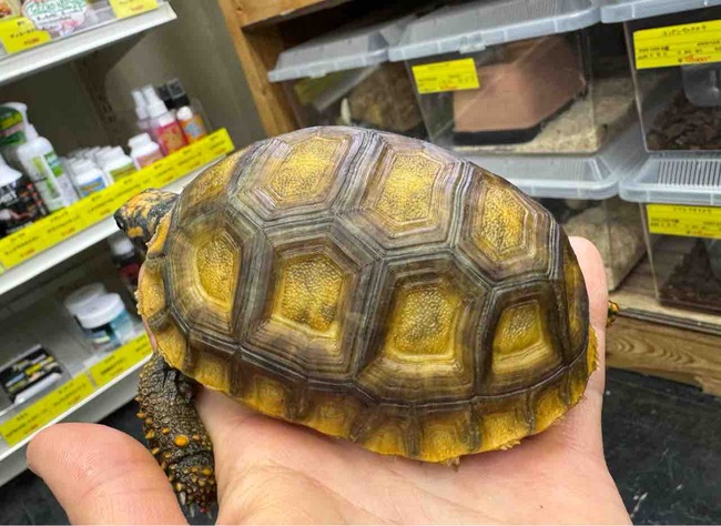 FullSizeRender