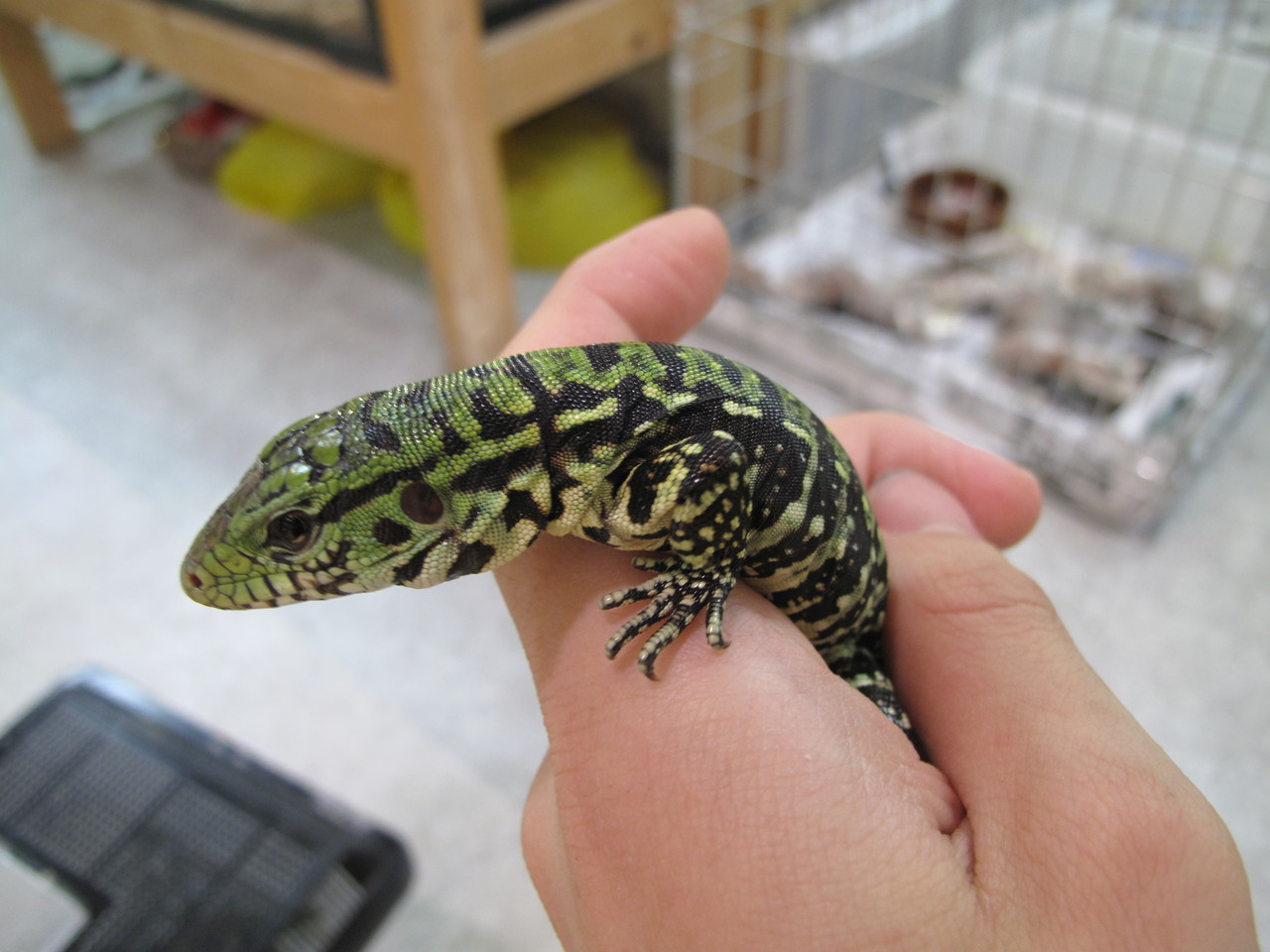 スベノドーじゃなーいよ テグーだよ 爬虫類倶楽部大宮店公式ブログ