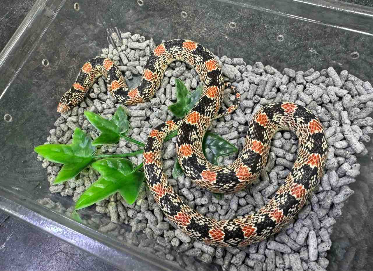 ハチクラサービスデー開催！」別館セール「マウスを食べない蛇セール