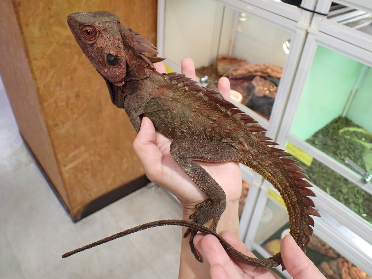 トカゲ NTC MONO＋トカゲとヤモリ マグネット＆ボールチェーン – ネイチャー