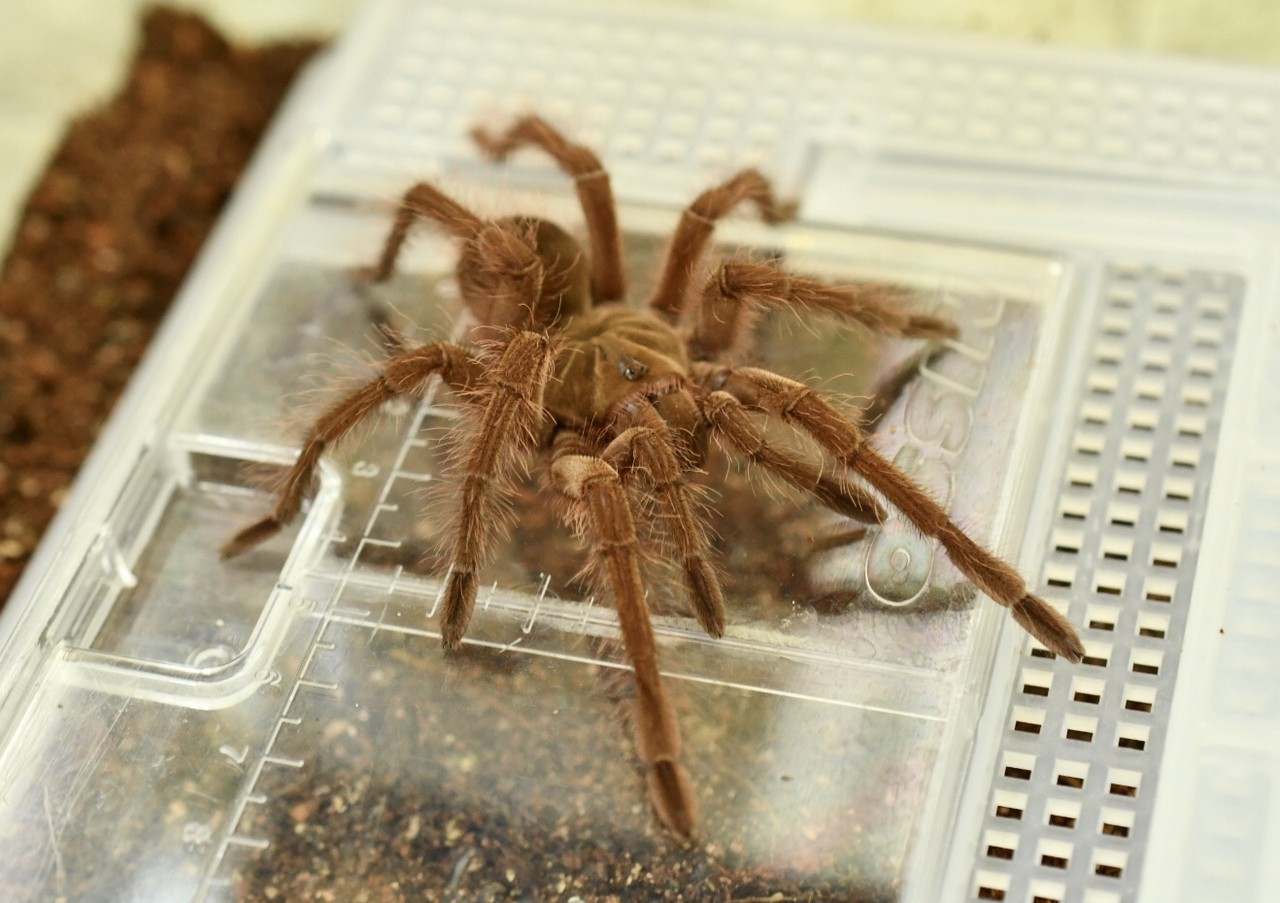 ブロンディきたよ あとカエル ドイツ便 爬虫類倶楽部大宮店公式ブログ