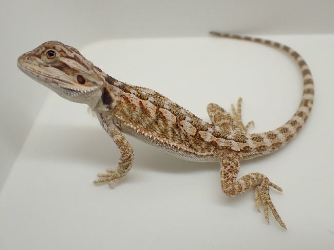 LINE_ALBUM_20240411_240412_74