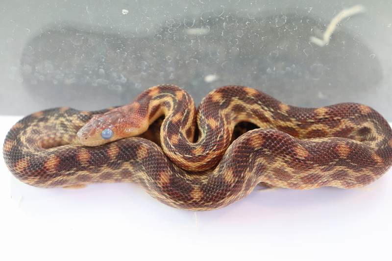 新入荷 ドイツ便へビ 爬虫類倶楽部仙台店ブログ