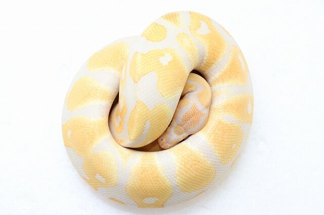 新入荷 ドイツ便ボールパイソン 爬虫類倶楽部仙台店ブログ