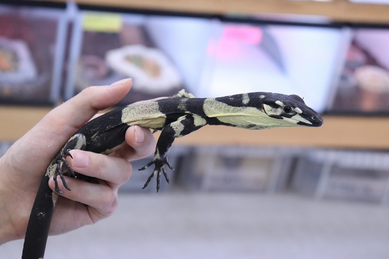 新入荷 レースモニター イボヨル アシナシ リッジ 爬虫類倶楽部仙台店ブログ 新入荷 レースモニター イボヨル アシナシ リッジ 爬虫類倶楽部仙台店ブログ
