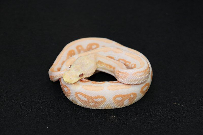 新入荷 ドイツ便 ボールパイソン 爬虫類倶楽部仙台店ブログ