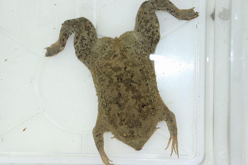 新入荷 カイマントカゲ キタチャク ピパピパ 等々 爬虫類倶楽部仙台店ブログ