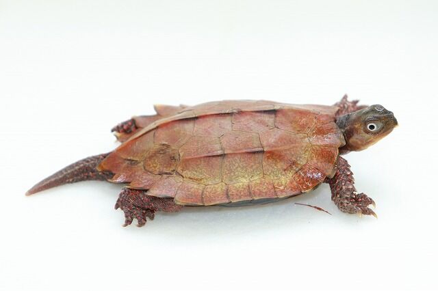 【動物の惑星】★スペングラーヤマガメ（シークレット）★レア 動物の惑星】「シークレット」スペングラーヤマガメ フィギュア 2025年