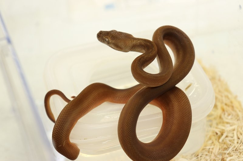 新入荷 ドイツ便 ヘビ 爬虫類倶楽部仙台店ブログ 新入荷 ドイツ便 ヘビ 爬虫類倶楽部仙台店ブログ