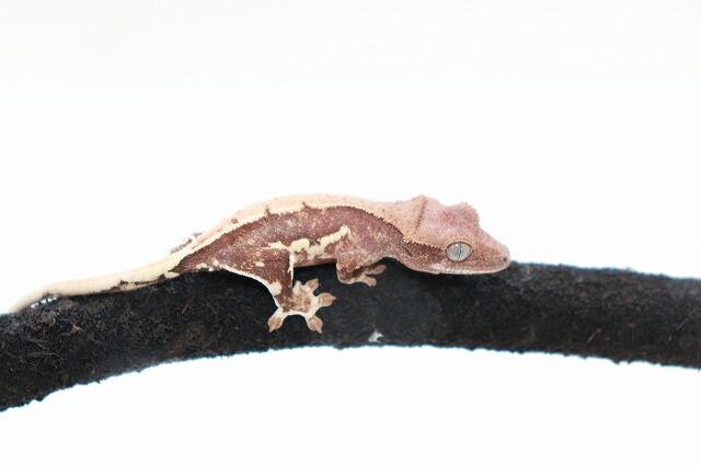 クレスフェア第二段！！【リリー祭】開催！！ : 爬虫類倶楽部仙台店ブログ 