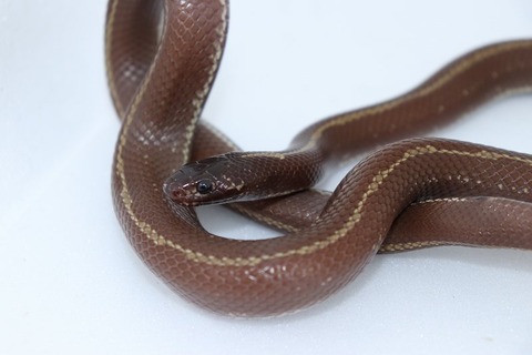 絶版】Mark Laita SCHLANGEN 爬虫類ヘビ写真集