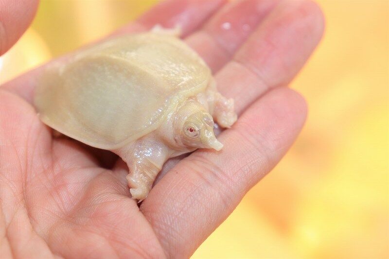 新入荷 グランディス クリムゾン アルビノシナスッポン 爬虫類倶楽部仙台店ブログ