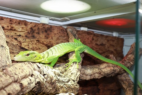 新入荷！！】エメツリモニター！アルビノイグアナ！スジオナメラ