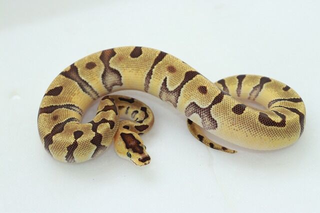 新ボールパイソンケージ　2個セット　べるべる様 新ボールパイソンケージ 2個セット べるべる様 新ボールパイソンケージ