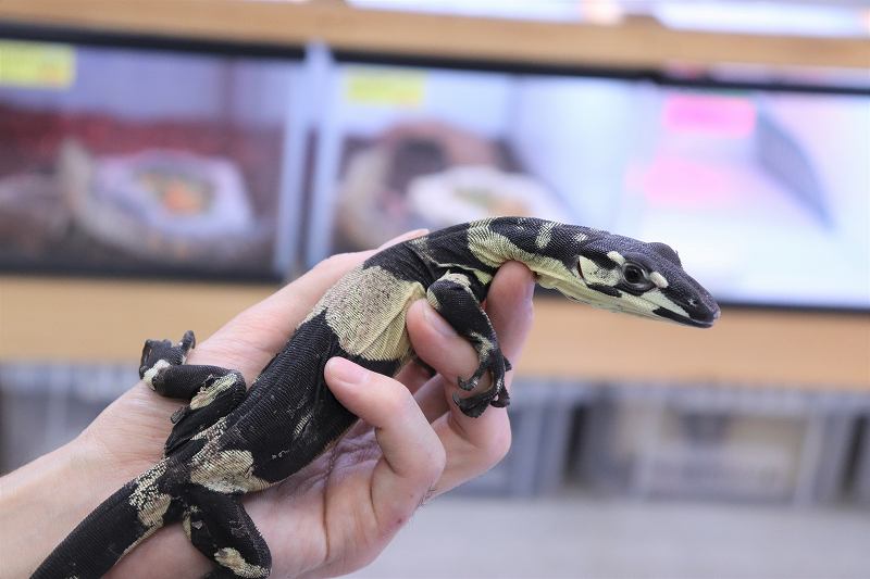 新入荷 レースモニター イボヨル アシナシ リッジ 爬虫類倶楽部仙台店ブログ 新入荷 レースモニター イボヨル アシナシ リッジ 爬虫類倶楽部仙台店ブログ